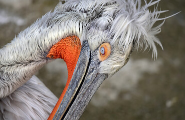 dalmatian pelican close up