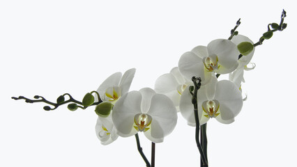 Orchid branches. White orchid with flowers and buds on a white background. Close-up.