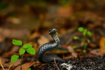  A wild grass snake poking out from the undergrowth of the forest