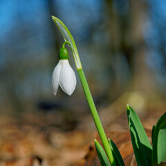 White snowdrops closeup with wooden background. First beautiful flowers in spring.