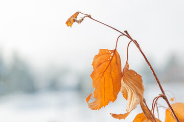 autumn yellow leaves