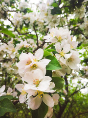 Fototapeta na wymiar Apple trees in bloom. Blooming apple tree branch. Apple orchard in spring.