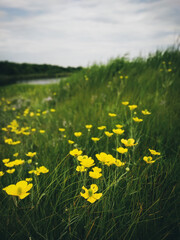 yellow butter cup flowers in meadow. beautiful yellow meadow flowers