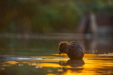 Ragondin le soir © bruno