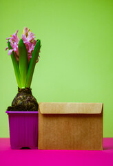 Pink hyacinth in full bloom and brown envelope on light green background. Spring bulbous flower vertical photo. Bulb flowers in April. Floral wallpaper for greeting card, Easter, Mother's Day postcard