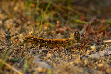 A beautiful caterpillar crawling in the undergrowth of an Estonian forest
