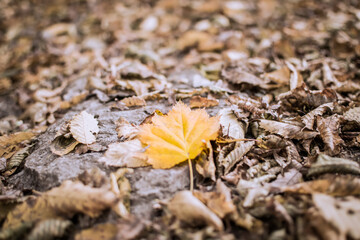 Red and orange autumn leaves background. Outdoor. Colorful backround image of fallen autumn leaves perfect for seasonal use. Space for text.