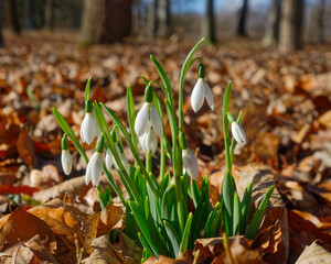 spring flowers snowdrops