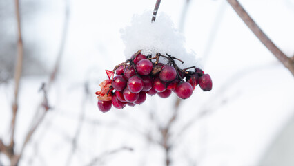 Viburnum berry in winter. A bunch of red viburnum berries
