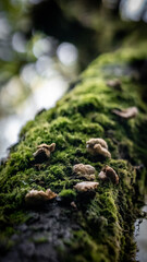 Mushrooms