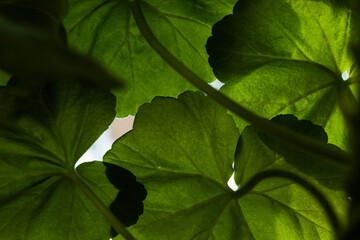 Green plant Geranium leaves 