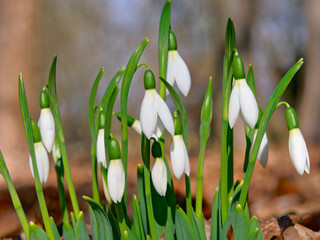 White snowdrops closeup with wooden background. First beautiful flowers in spring.