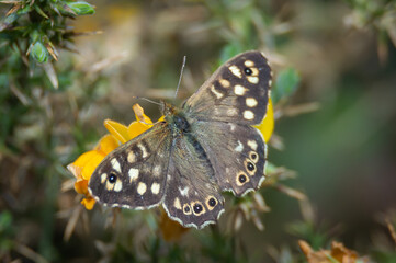 Speckled Wood butterfly on furze flower