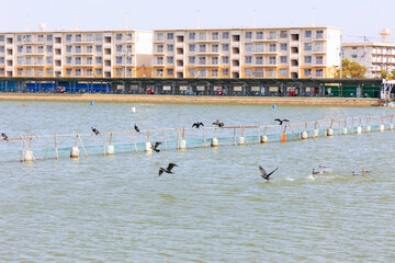 ゴルフ場を飛ぶ野鳥