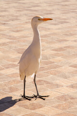 natural background white egyptian heron close-up