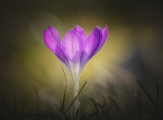 Krokus im Sonnenschein