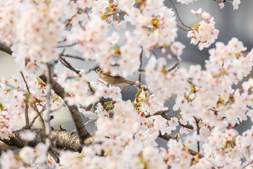 桜の木に止まるスズメ