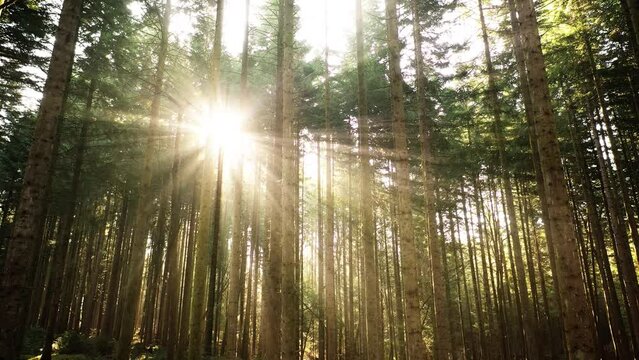 Magical sun rays in beautiful forest landscape.