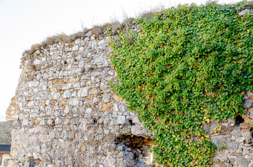green plants  on stone wall photo wallpaper pattern background tile 