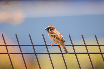 自然の中のスズメ