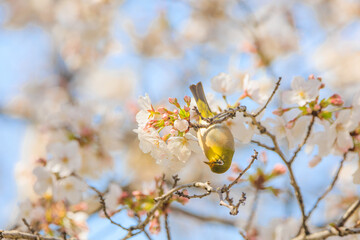 春の桜とメジロ