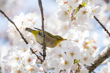春の桜とメジロ