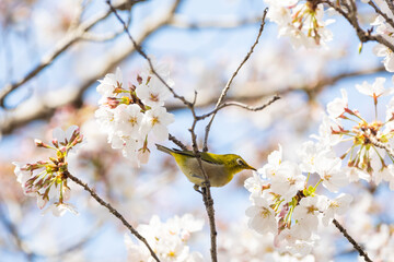 春の桜とメジロ