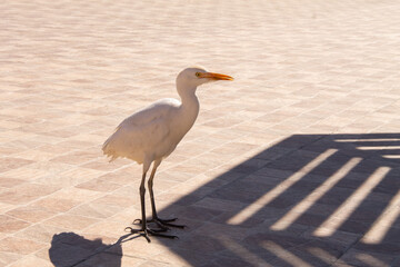 natural background white egyptian heron close-up