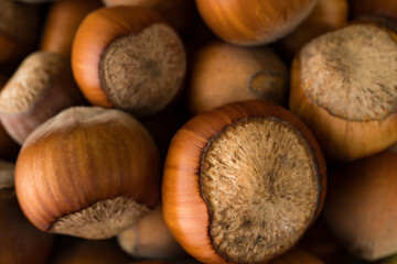 hazelnut, hazelnut closeup in shell, background, macro