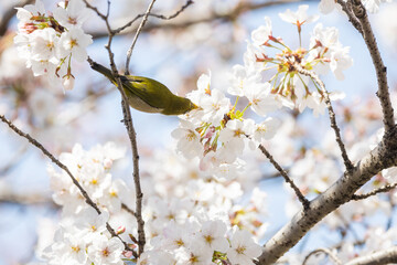 春の桜とメジロ