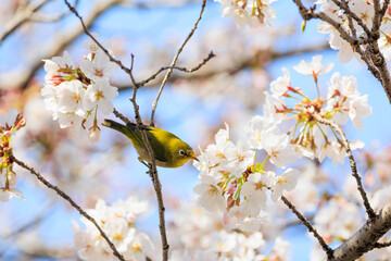春の桜とメジロ