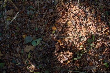 Leaf litter in autumn woods