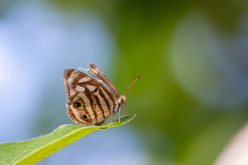 Butterfly on a leaf