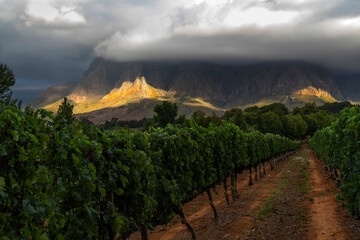 Dramatic landscape of South African vineyard with mountains and clouds.