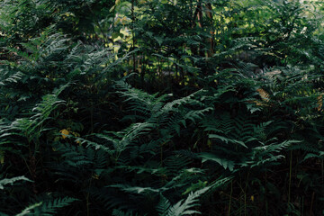 fern in the forest