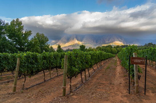 Vineyard In South Africa Showing Varietal Grape Cabernet Franc.