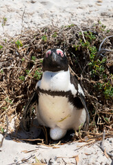 Proud mother penguin  in her nest, incubating, sitting on an egg. © Wormsmeat