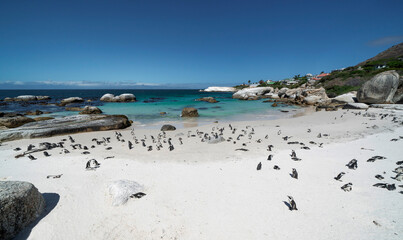Penguins enjoying sun, sea and sand at Boulders Beach, South Africa.