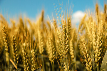 Close up of ripe wheat ears against beautiful sky with clouds.