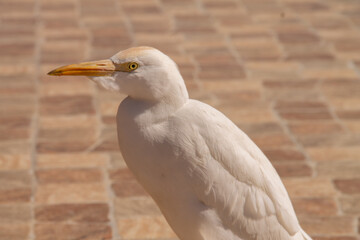 natural background white egyptian heron close-up