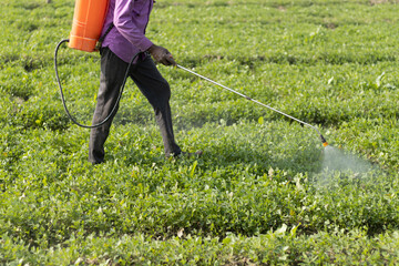 A farmer spraying fertilizer or insecticide in a vegetable farm. Treatment of the farm field...