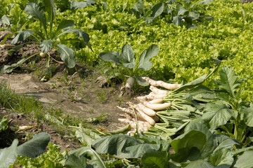Newly Harvested Fresh Radish or white daikon Muli in the vegetable farm laying on ground ready to...