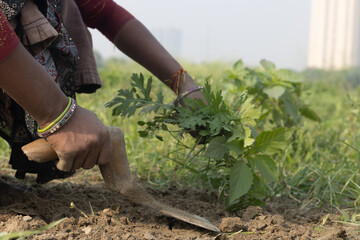 Lady Woman Farmer In Rural Attire with scabbard khurpi or khurpa sitting And Harvesting The Newly Grown Green Vegetables or preparing the field for cultivation On Agricultural Farmland