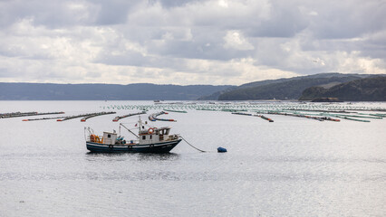 Ein Fischerboot ankert an einer Lachszuchtstation mit vielen Reihen von Reusen auf Chiloe im...