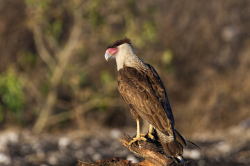 Crested Caracara Perched on a log. Photo taken in Southern Florida.
