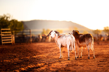 Two billy goats in the yards on a farm in rural Australia at sunrise