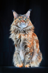 Obraz premium Maine Coon cat. Studio portrait large cat with Large Ears and Furry Tail Isolated on black background.