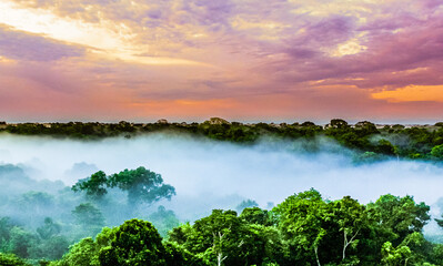 Sunset over the trees in the brazilian rainforest of Amazonas