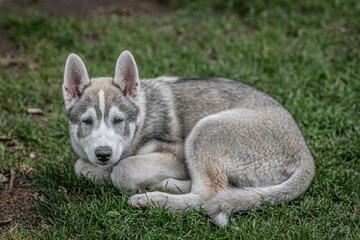Husky Welpe