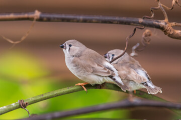 Little bird sitting on a green twig in nature.